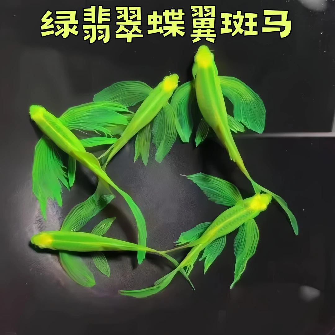 [小型热带观赏鱼]高端绿翡翠碟翼长尾斑马鱼 耐低温 适合新手饲养
