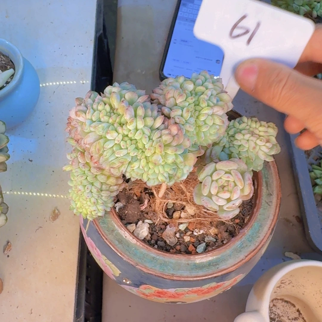 多肉植物和植物等植物