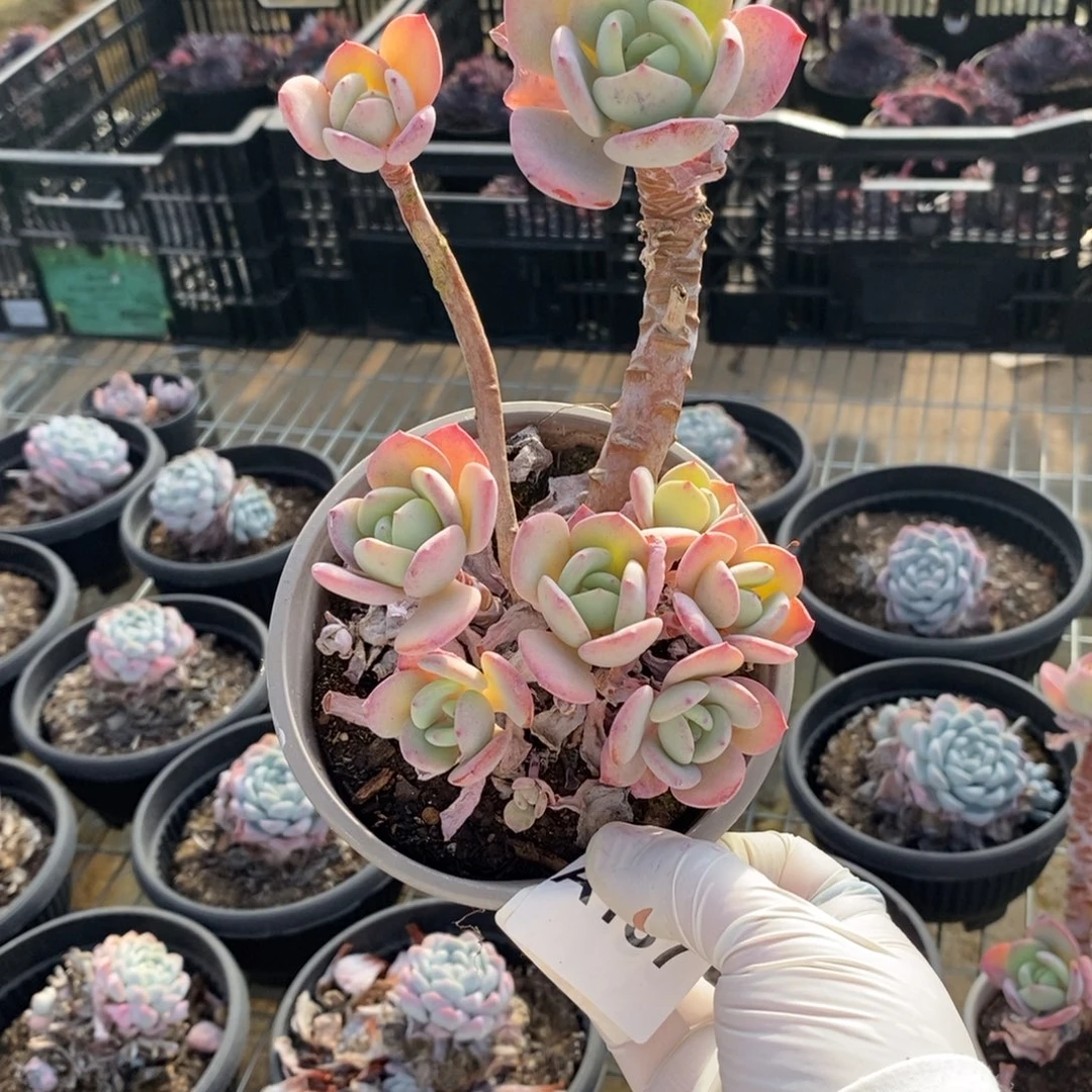 137白月光一物一拍