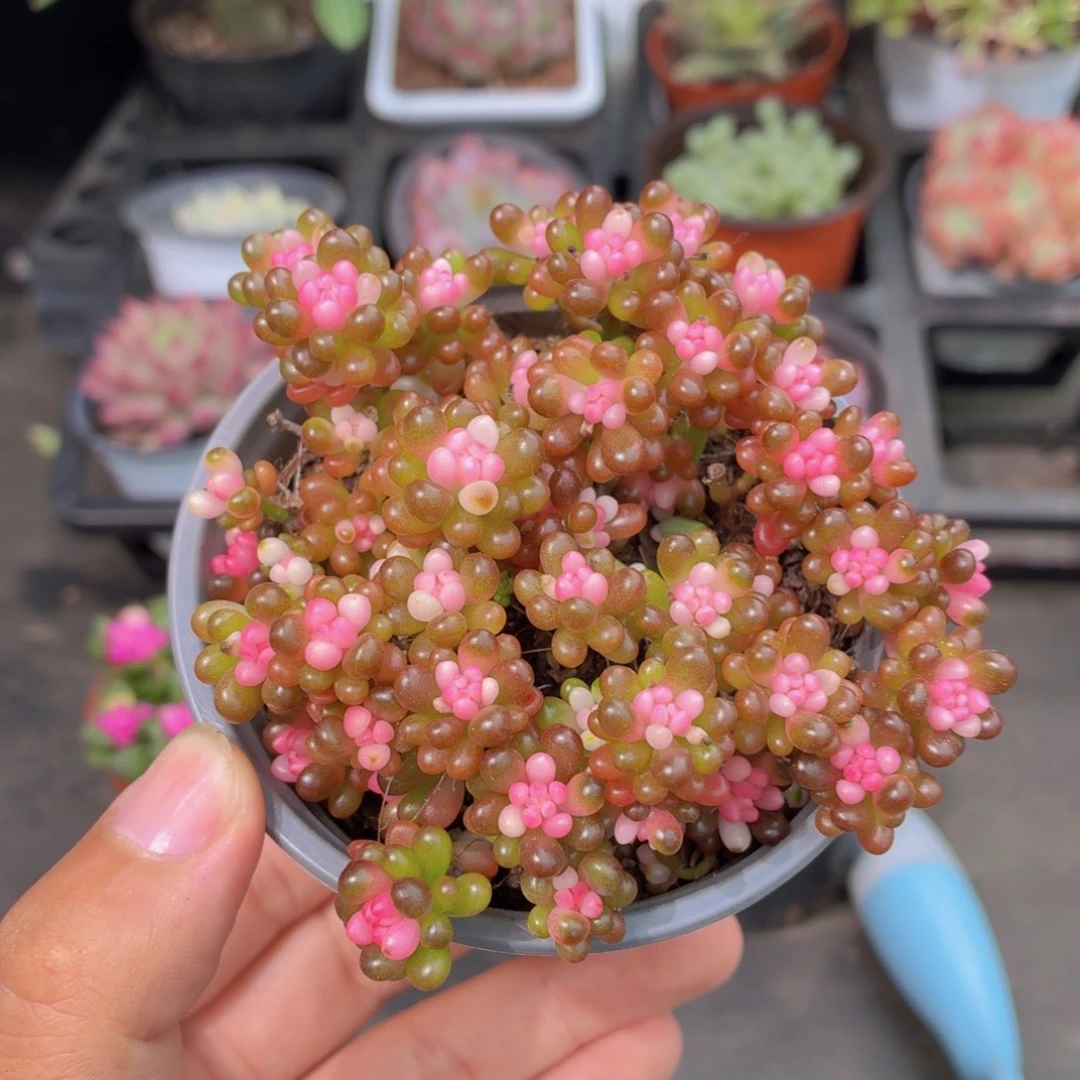 七彩龙珠多肉9.9包邮发货