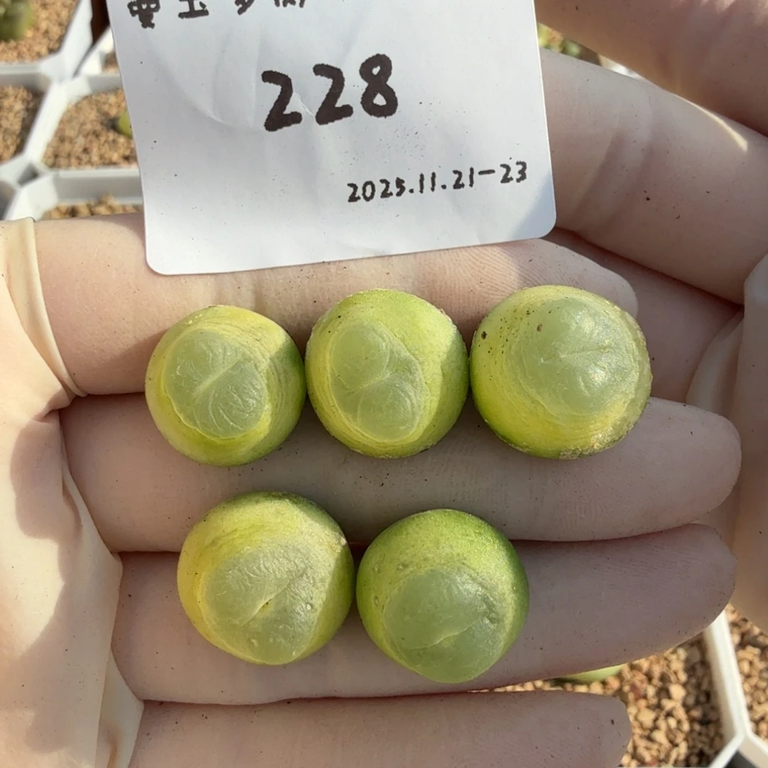 多肉多肉多肉11-228 1.5➕5颗