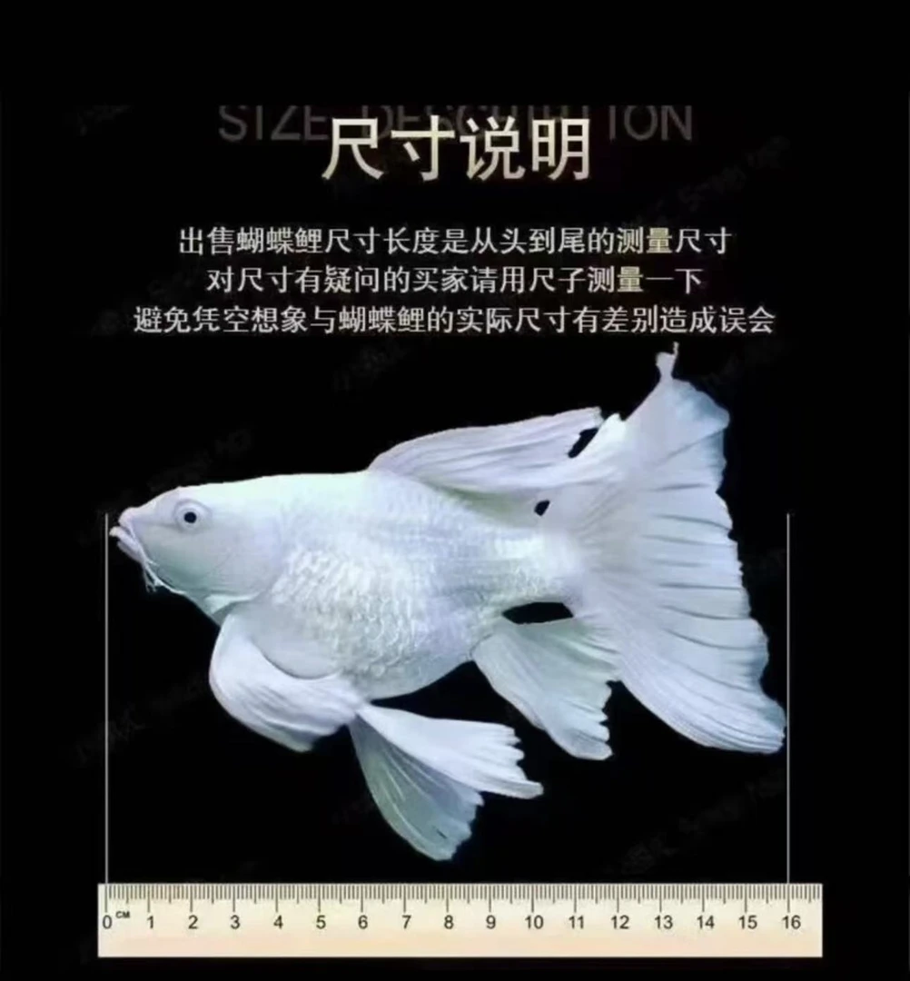纯种台系蝴蝶白短球观赏鱼淡水好养耐活混养16-18公分