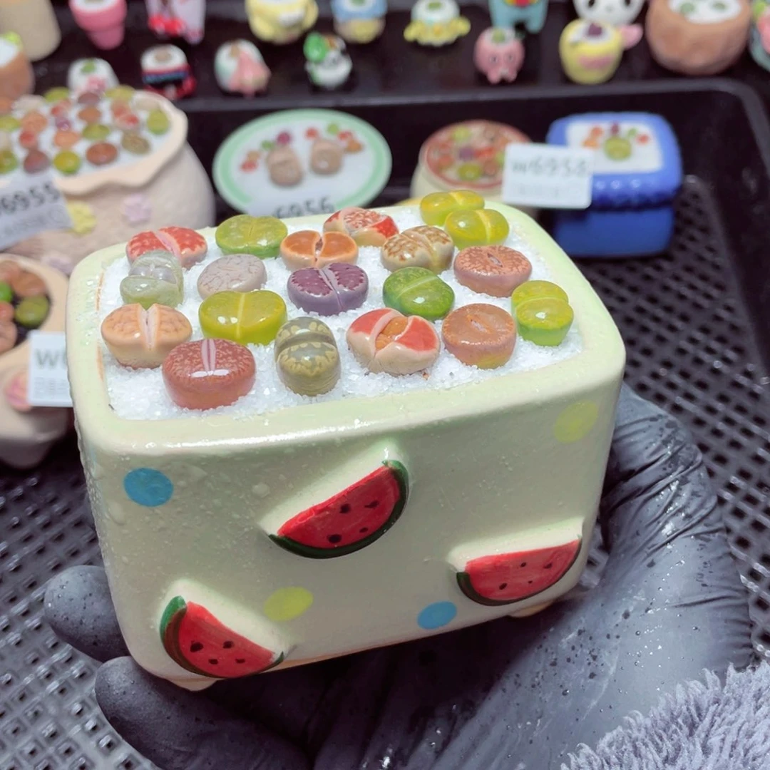 w6960--带盆土发货，零下地区拍保温箱