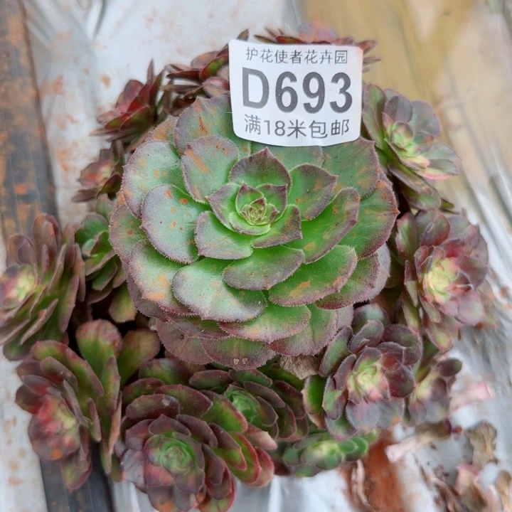 多肉法师海王器材