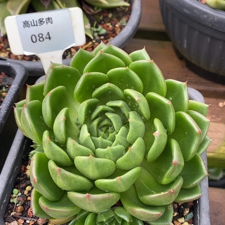 D084- 直播福利 油画