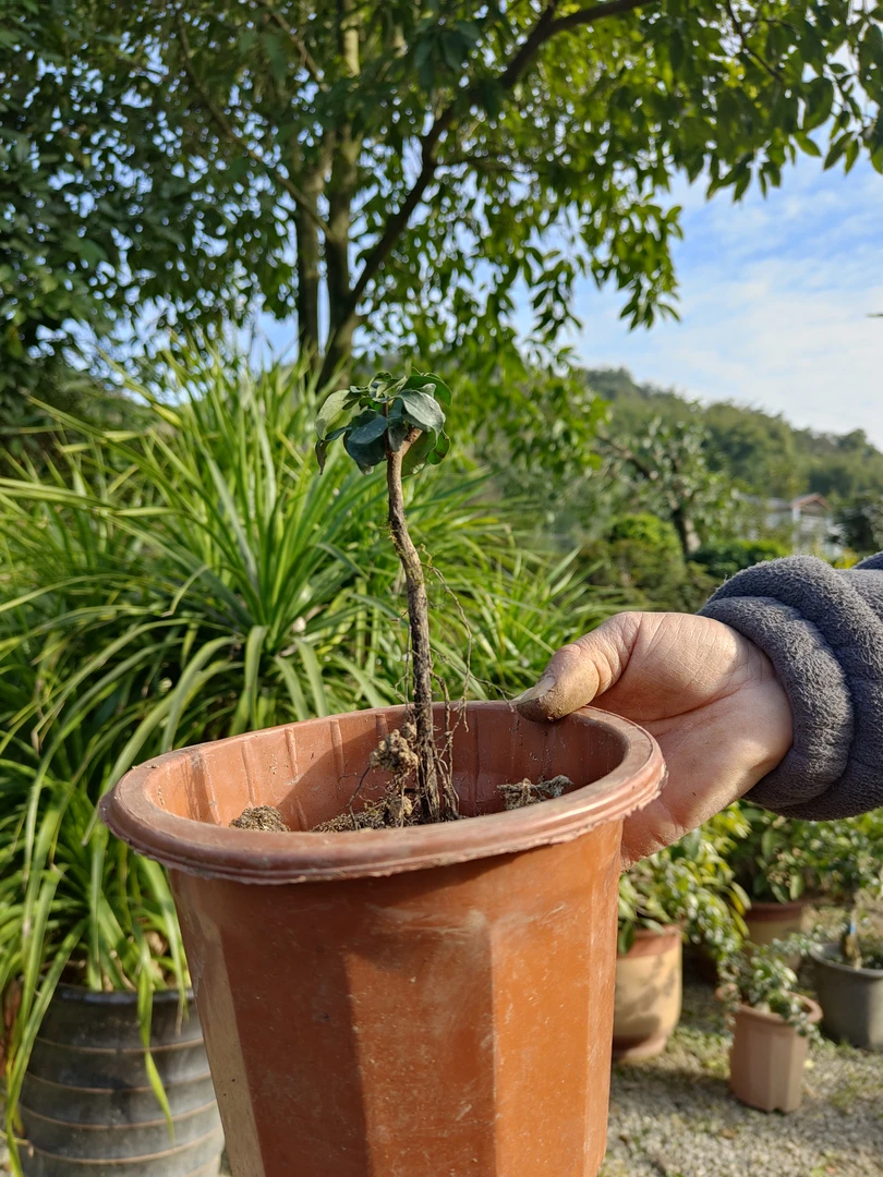 金弹子盆景金弹子