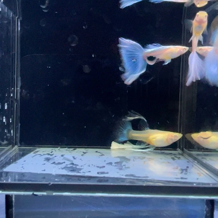 孔雀鱼蓝绣球一对3