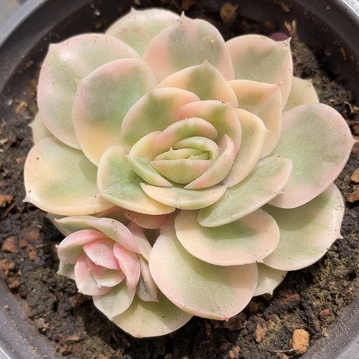 绿体昂斯诺锦。锦龙多肉园艺