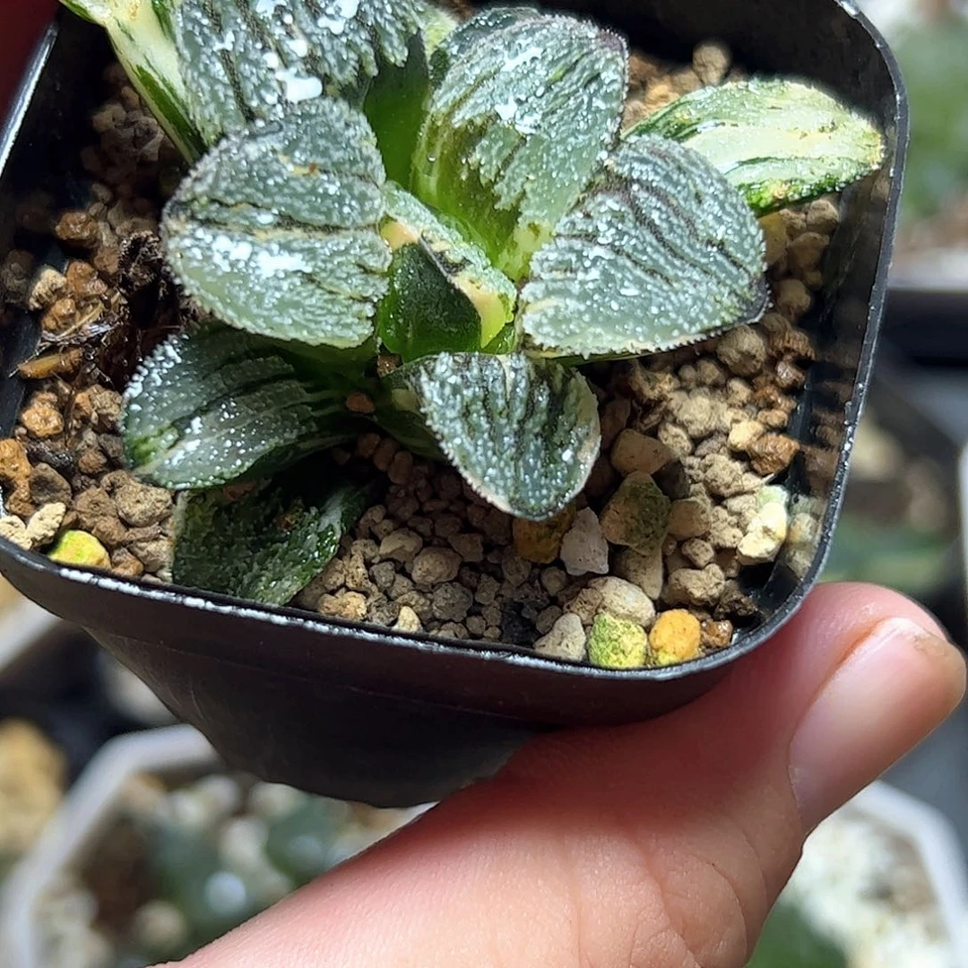 雪之里锦十二卷多肉植物