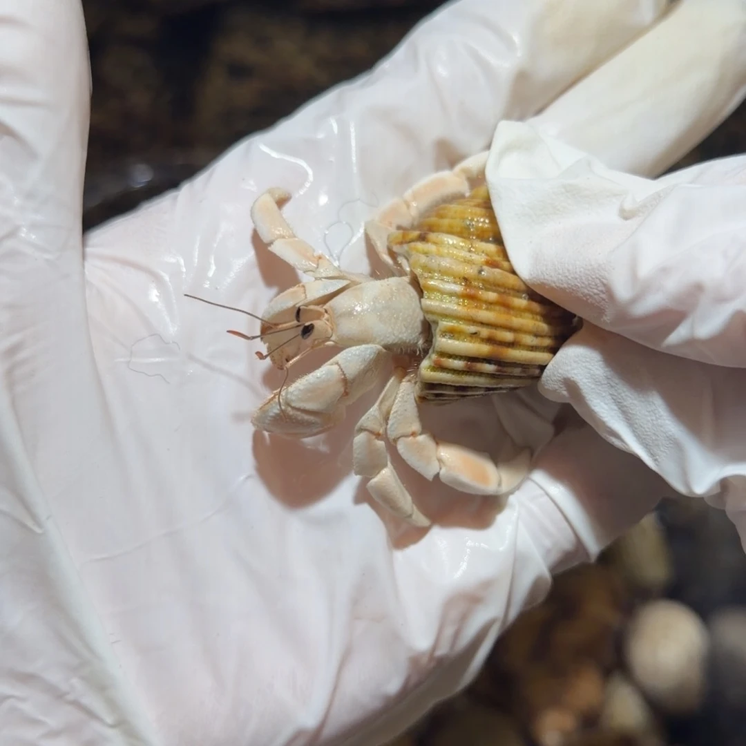 9号 2.07口 通体奶白