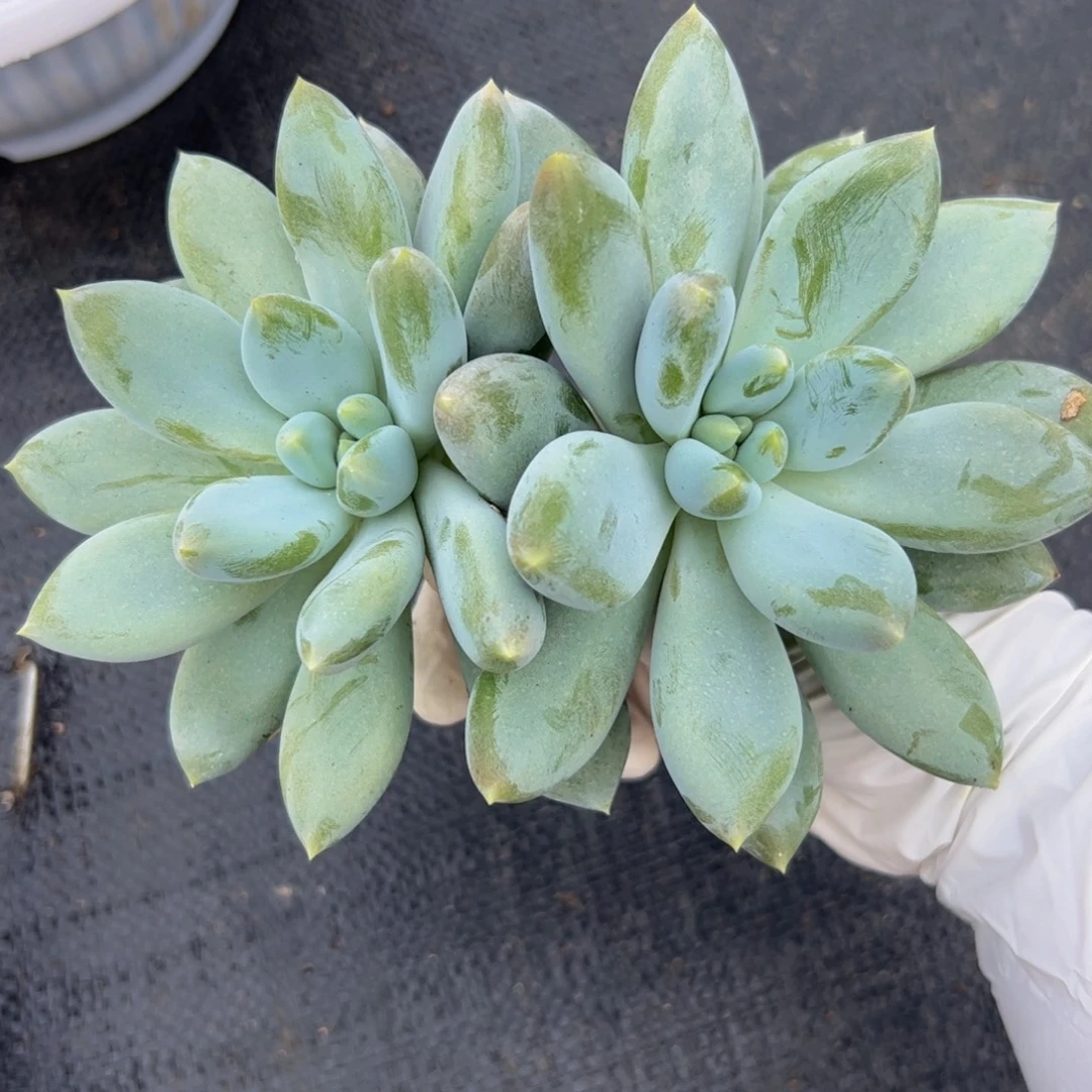 静****双头哥特多肉植物