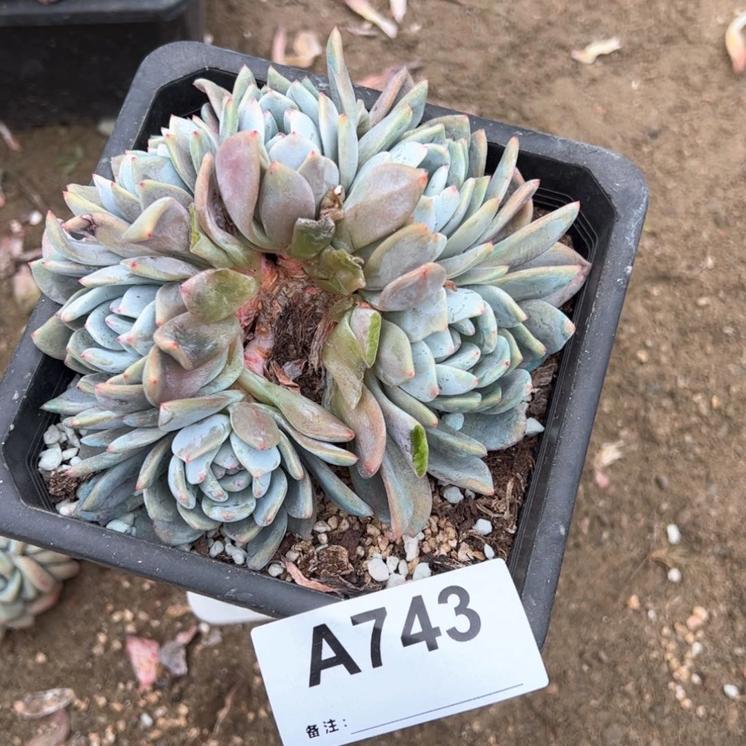 我***牛743 多肉多肉多肉多肉多肉