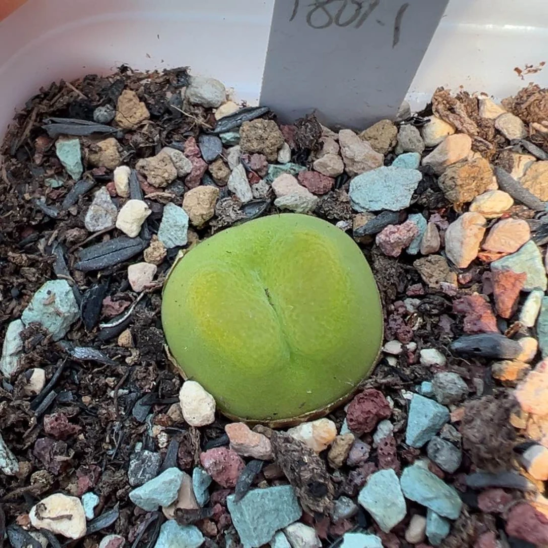 226蟠桃1801.1带盆土发货