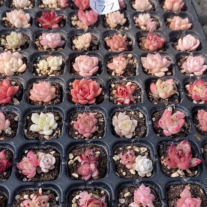 177 多肉植物盆栽花卉