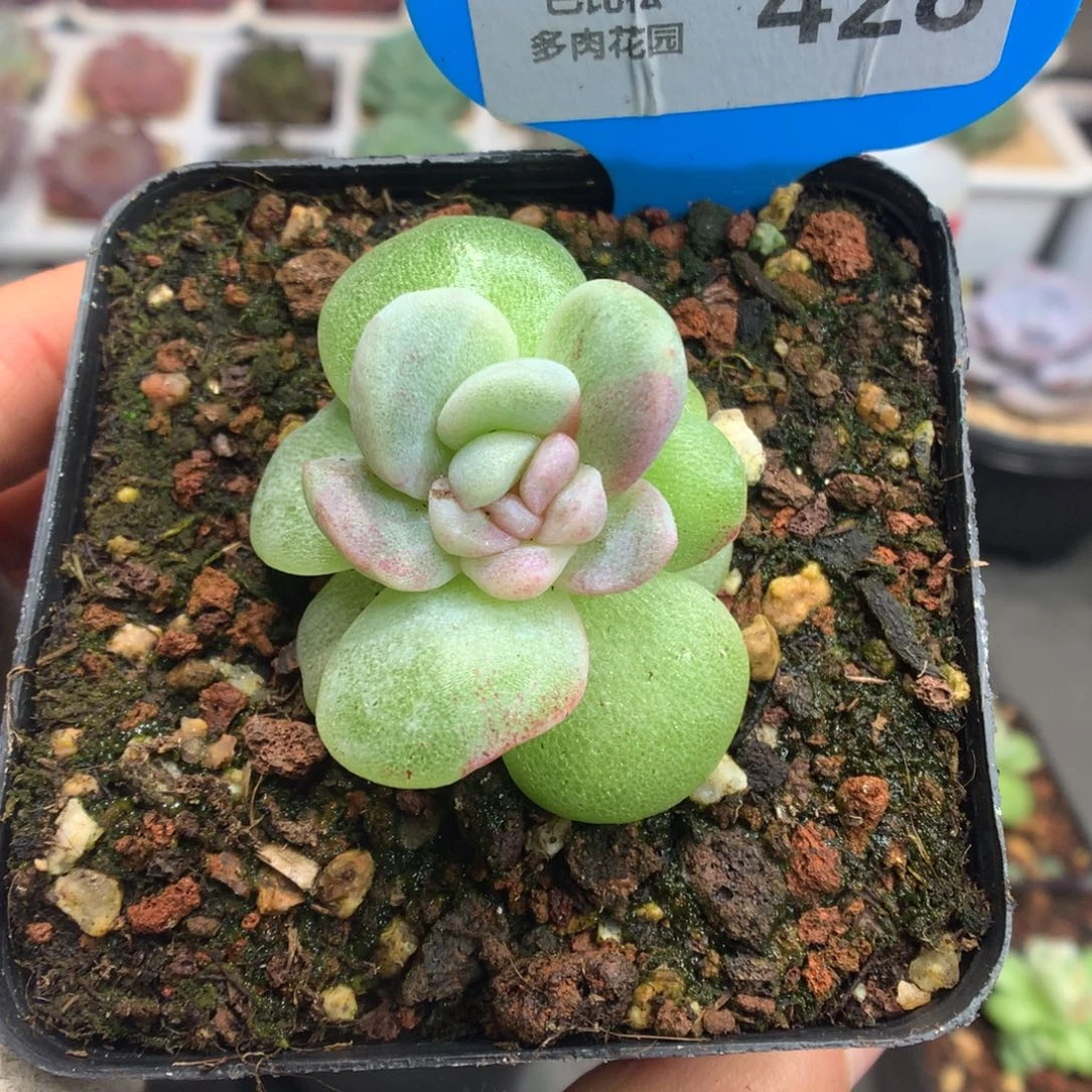 428粉紫锦冰玉石化