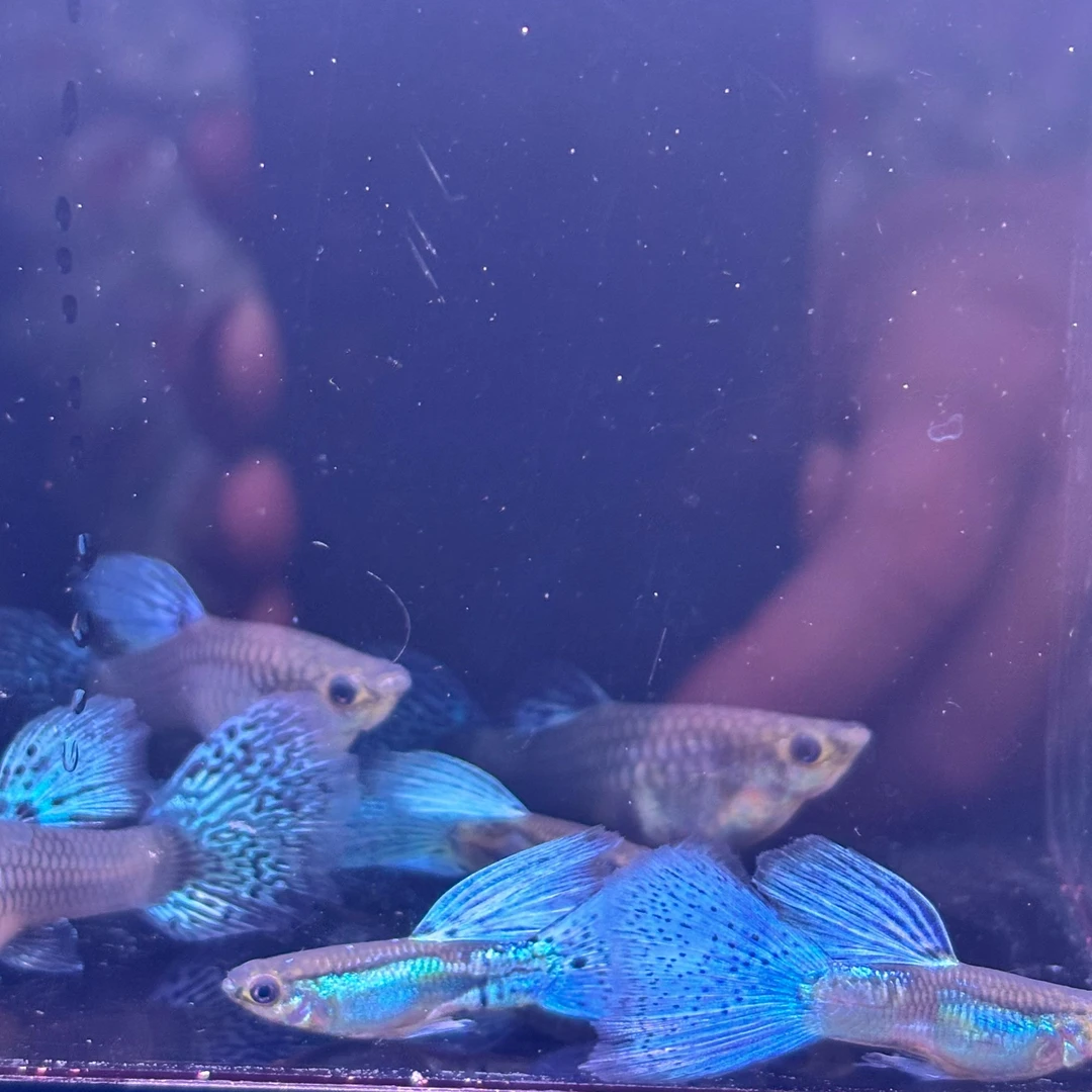 『蓝草尾』精品孔雀鱼 兰草 公母搭对 开箱视频报损 入缸后不包