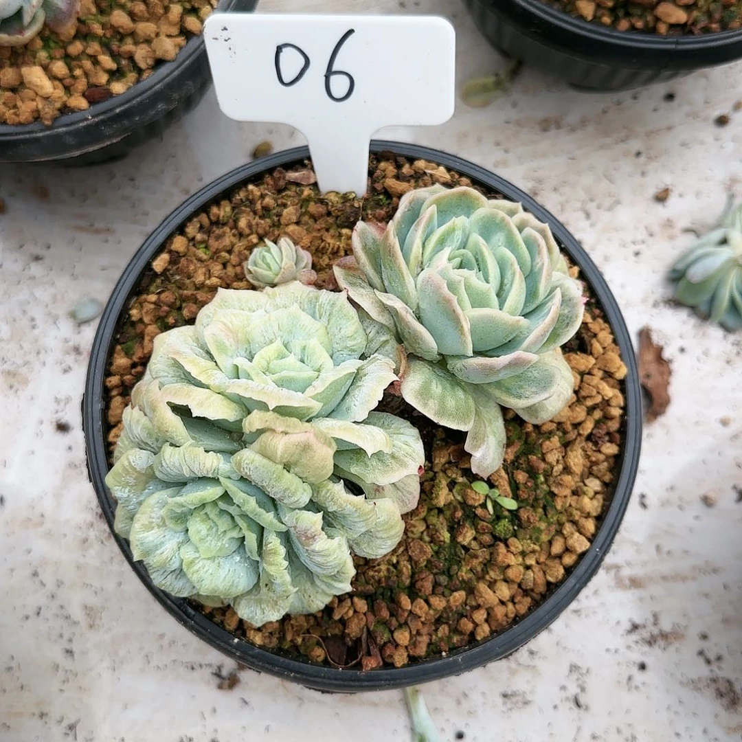 噉06号        105    肉