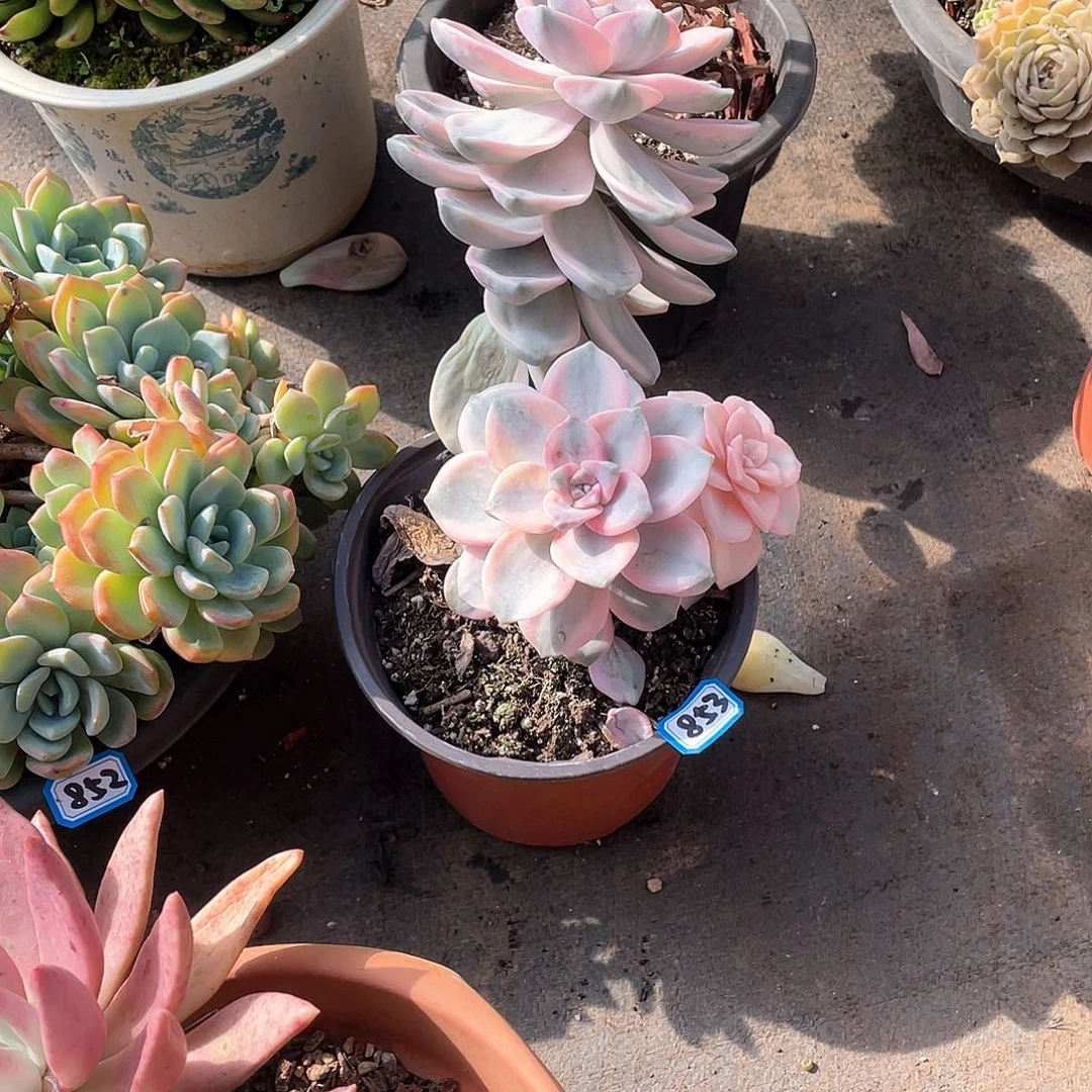 853紫乐锦一物一拍多肉