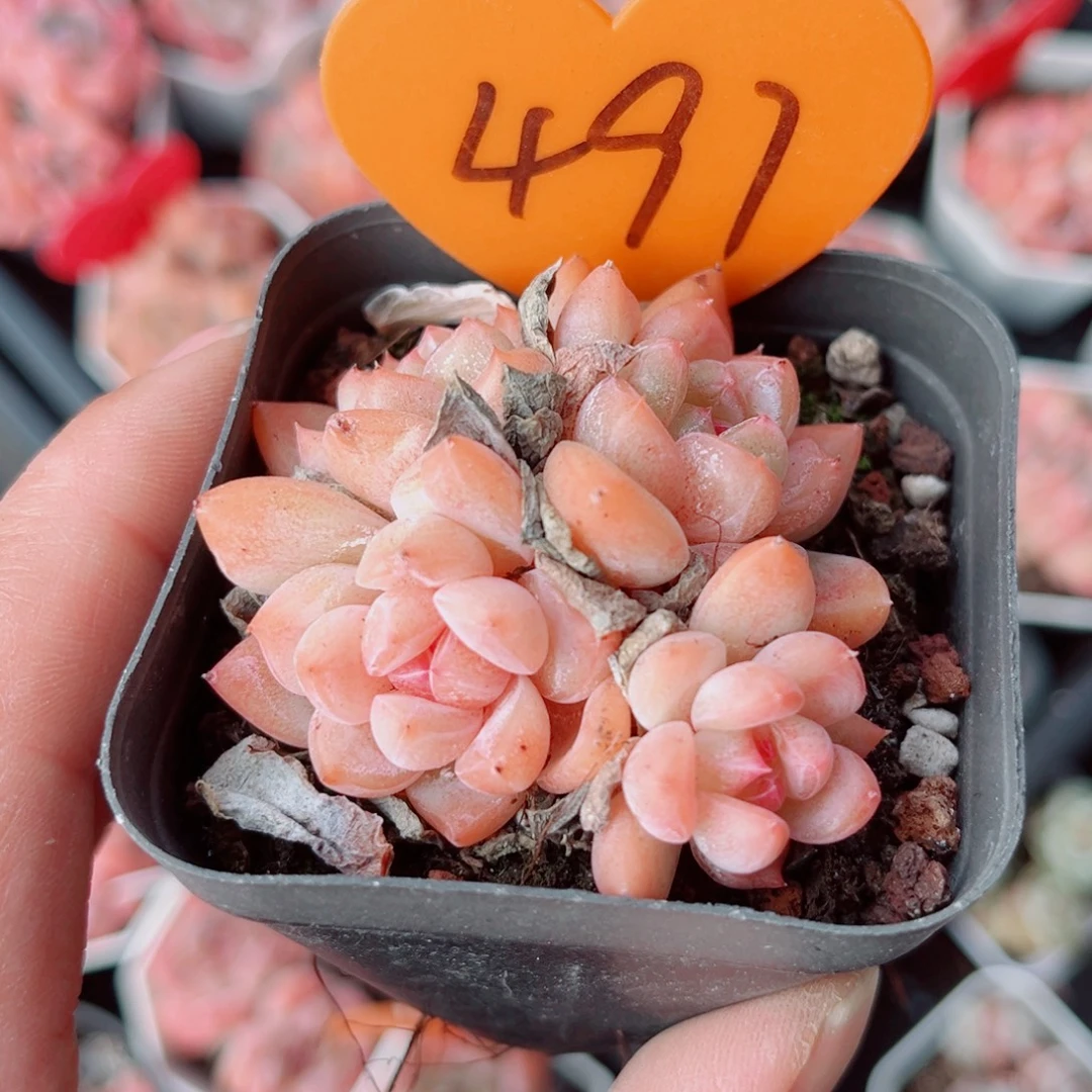 497号小老桩糖心群