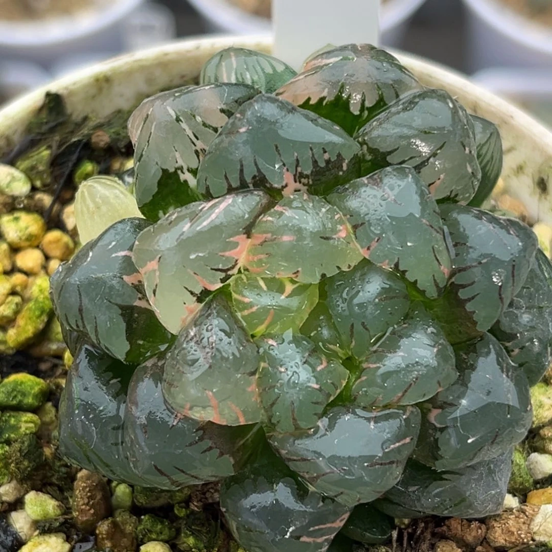 52群生冰灯玉露锦十二卷多肉