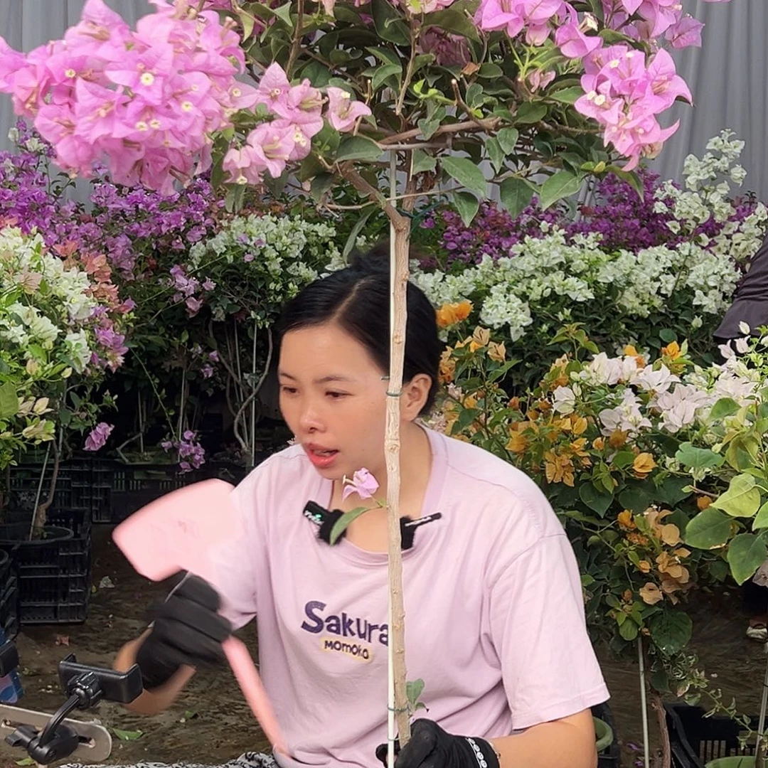 沈***村大部分花苞少量开放L70巴西紫