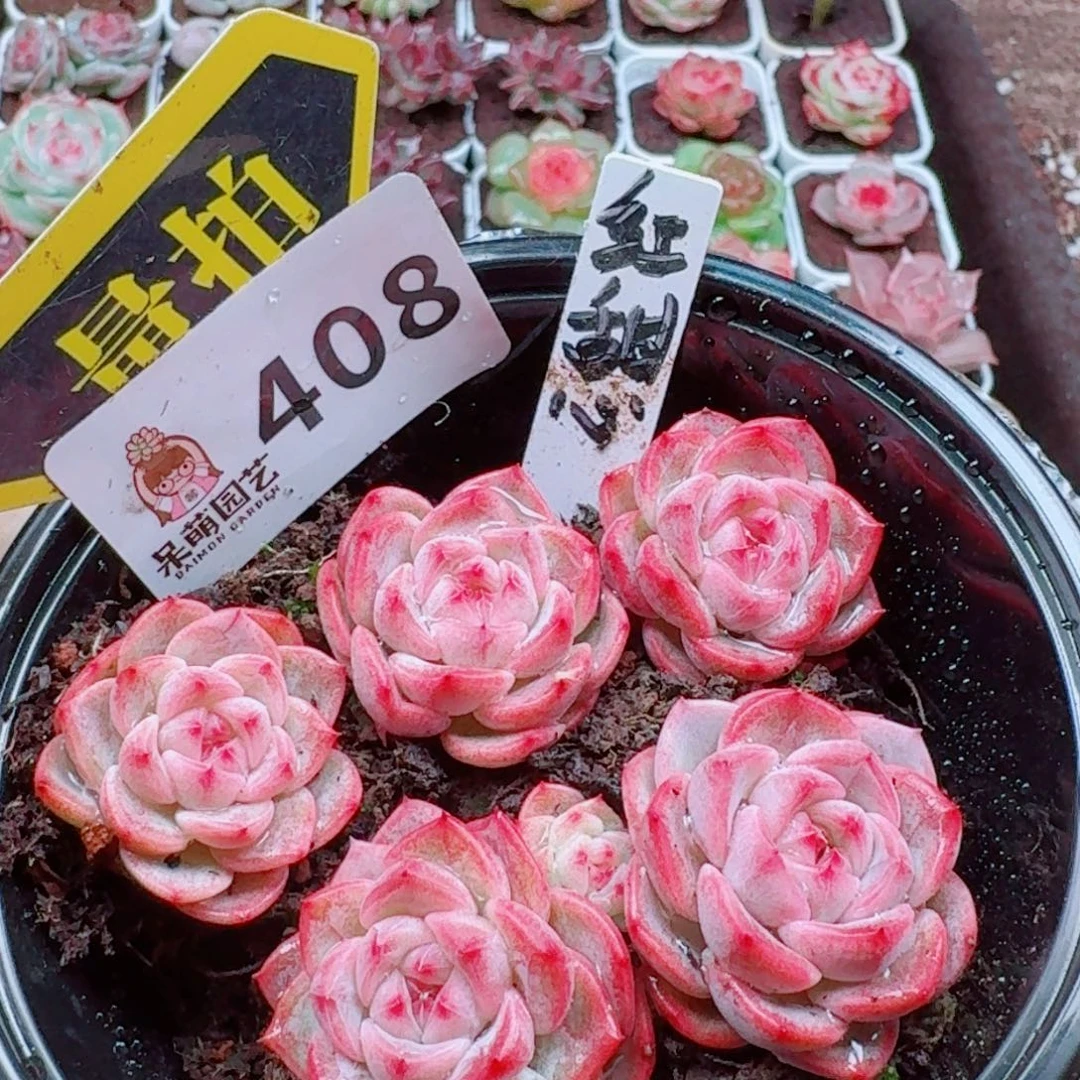 多肉植物多肉植物