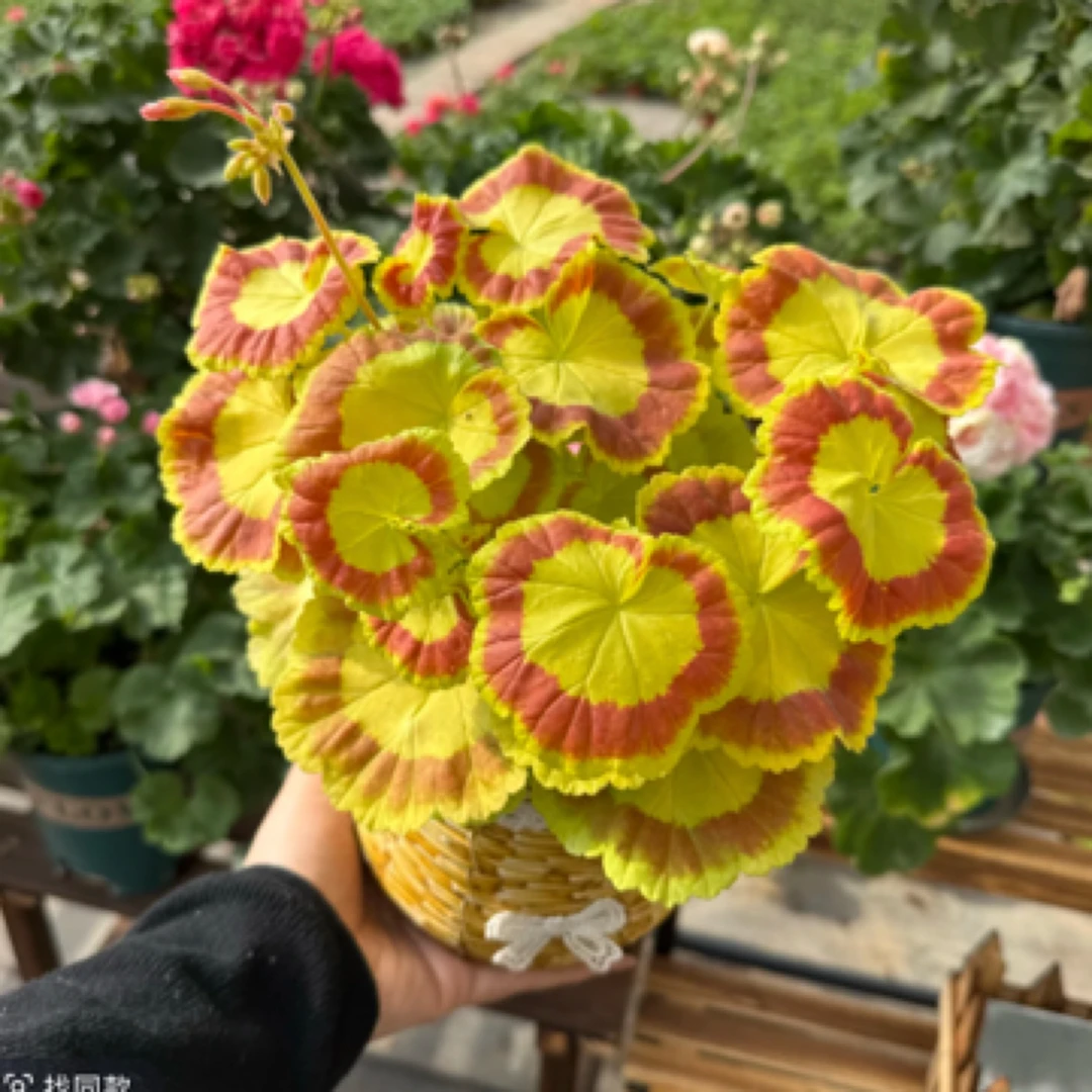 奎尔特夫人观叶天竺葵