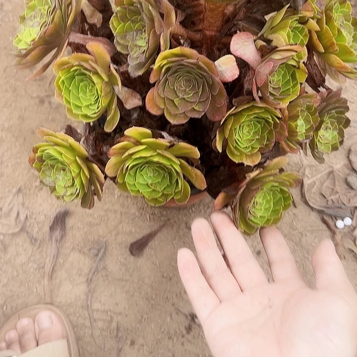 1598花月夜多肉植物法师