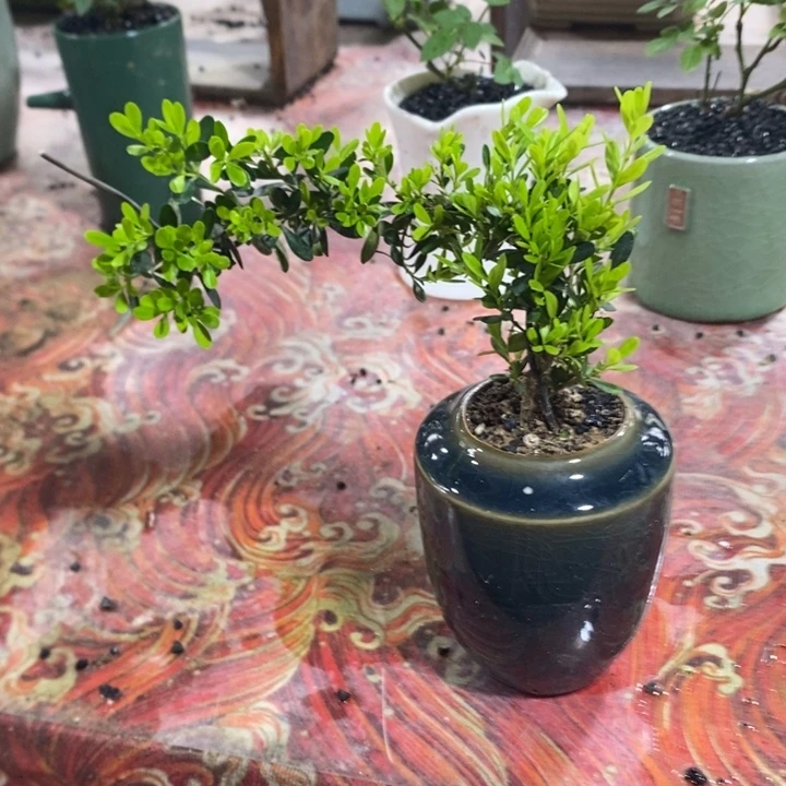 小****无花朵退款拉黑拉黑50