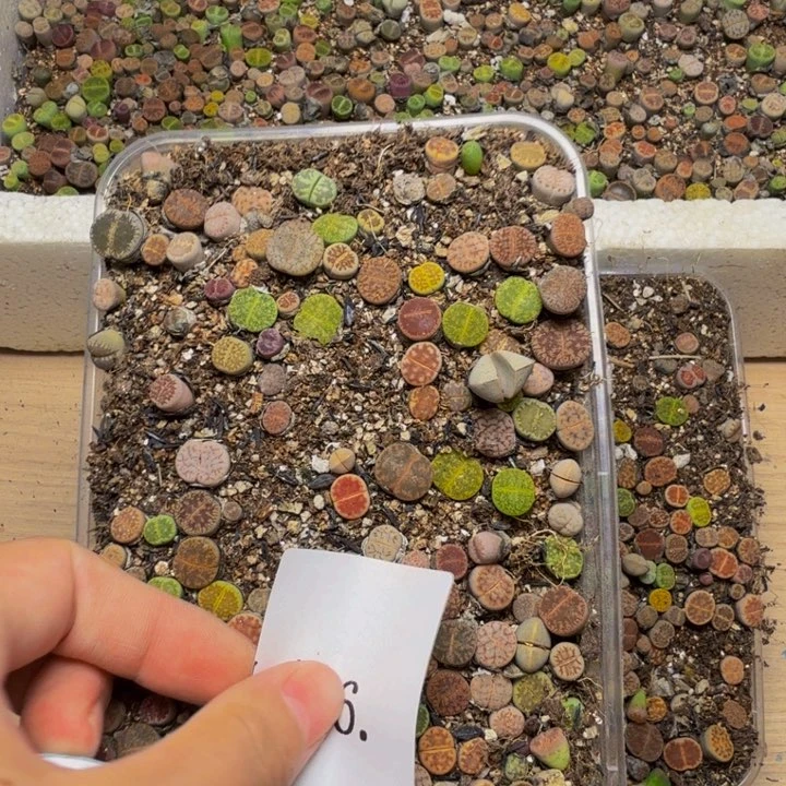 会***拉多肉植物的生长发育6
