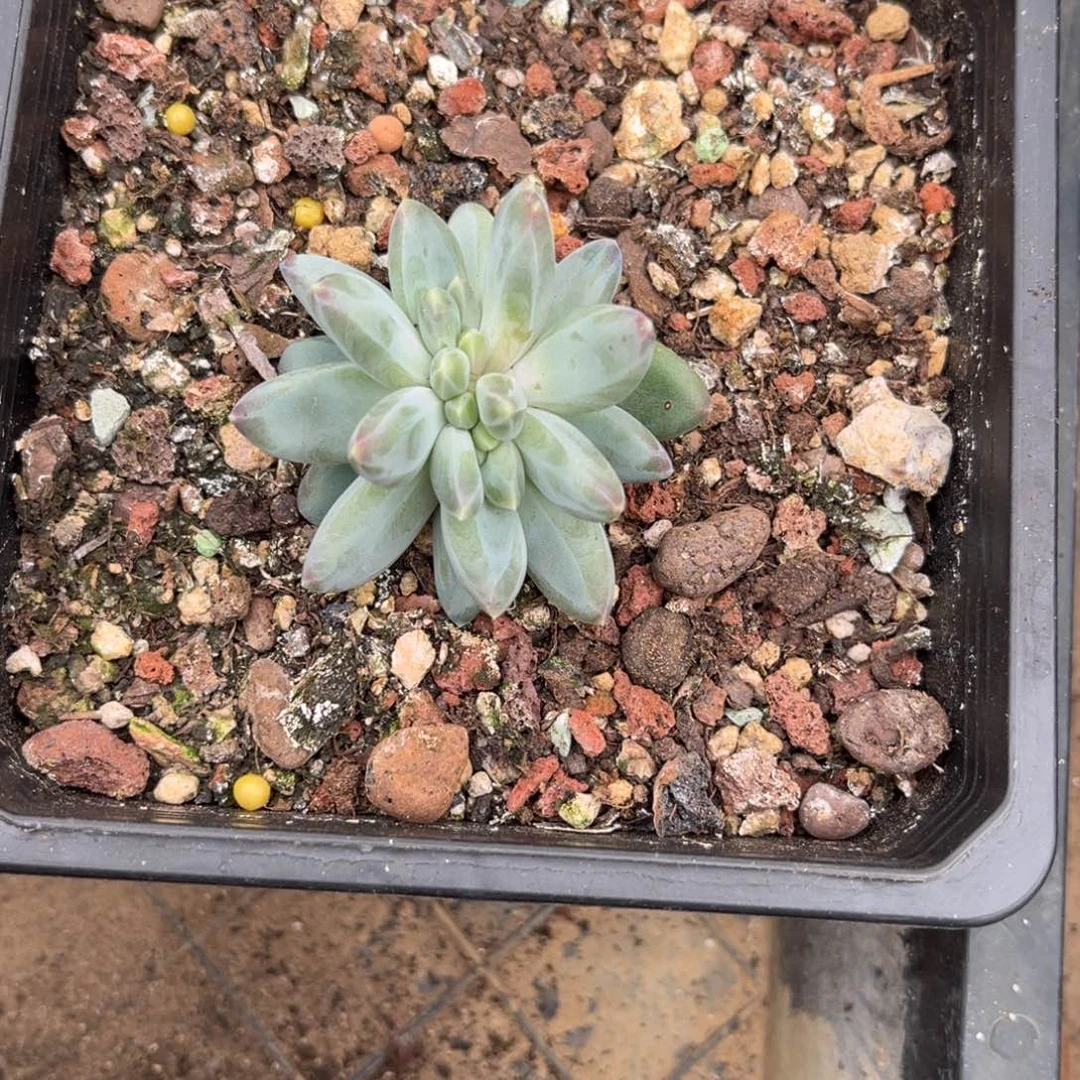 曦***曦多肉植物雪戴丽多肉