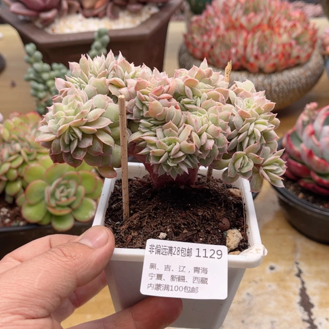 【闪购商品】1129昂斯诺缀