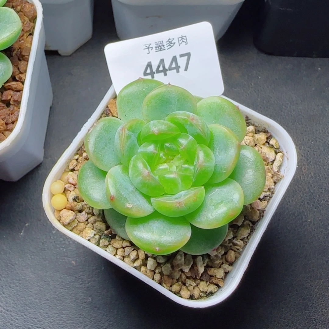 孤品珍妮，4447多肉植物