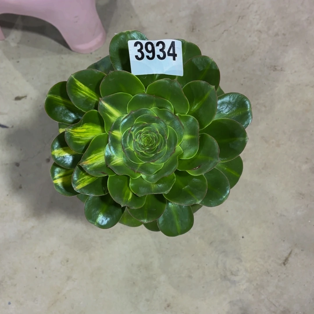 无花朵3934中班111111