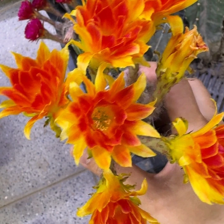 338量天尺嫁接丽花掰花脱土发货瘦