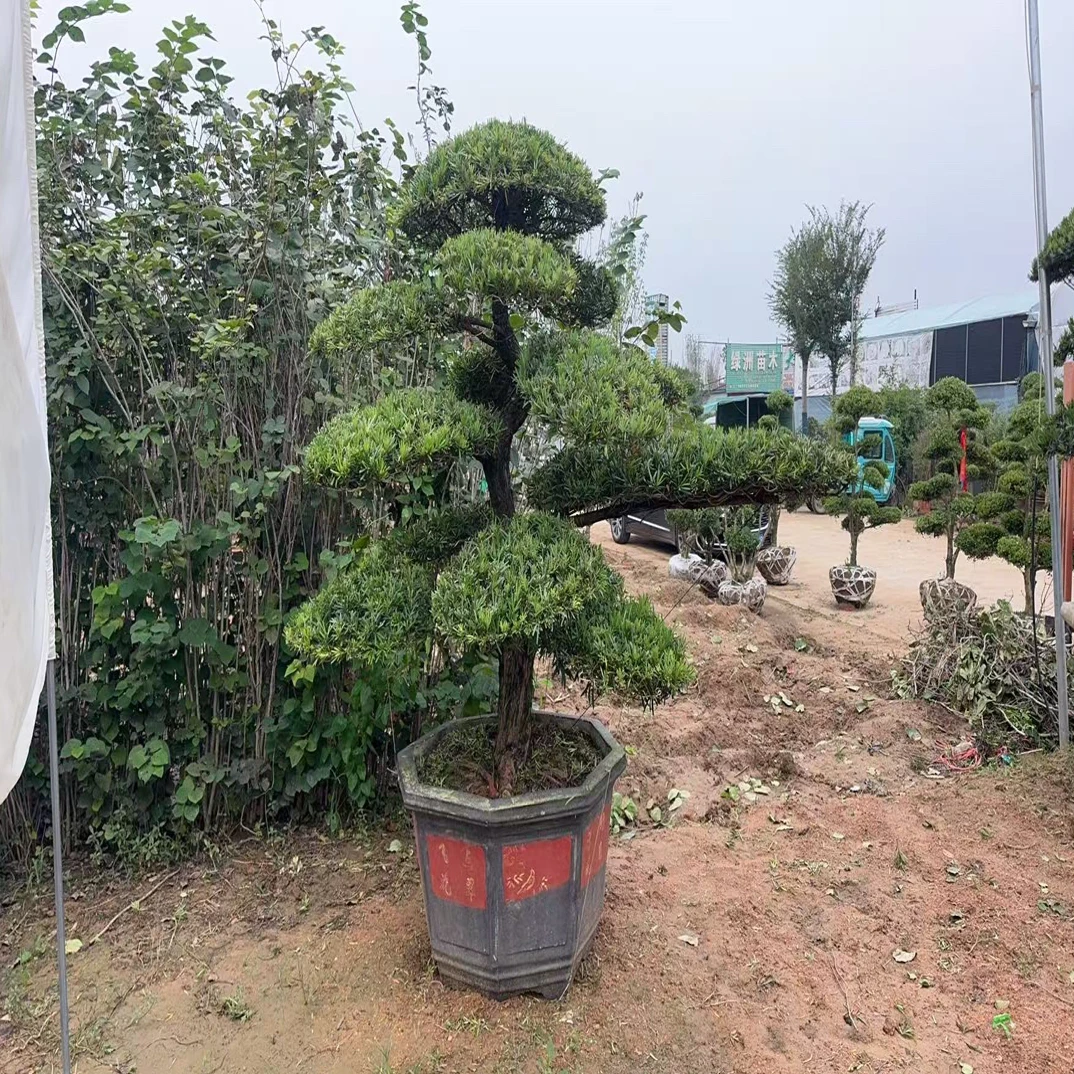 罗汉松造型树直播间选购