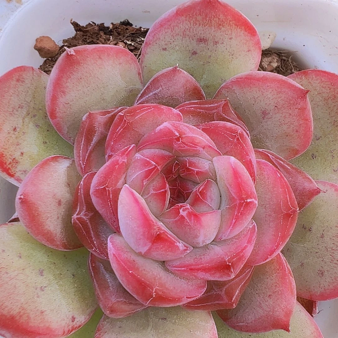 玉琴19包邮多肉植物