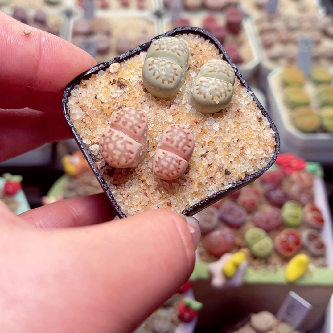 109号带盆包邮发货