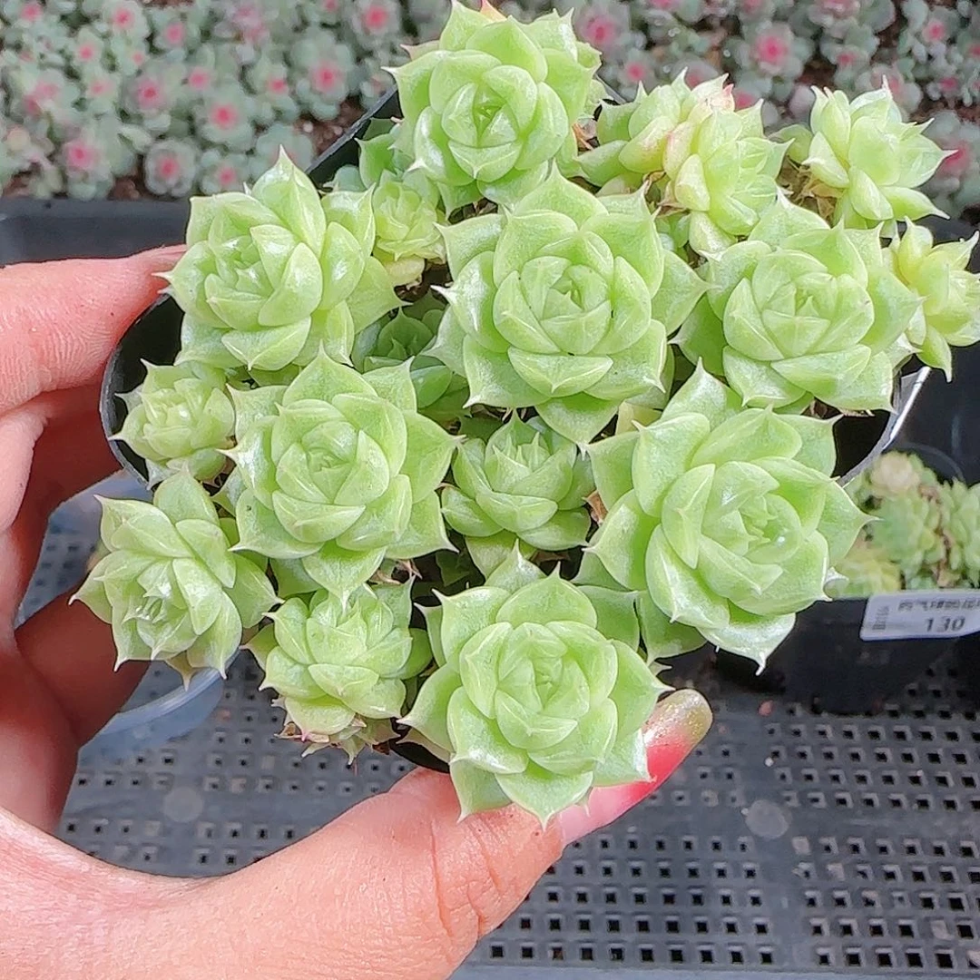 0923-131麦秆优选不包整