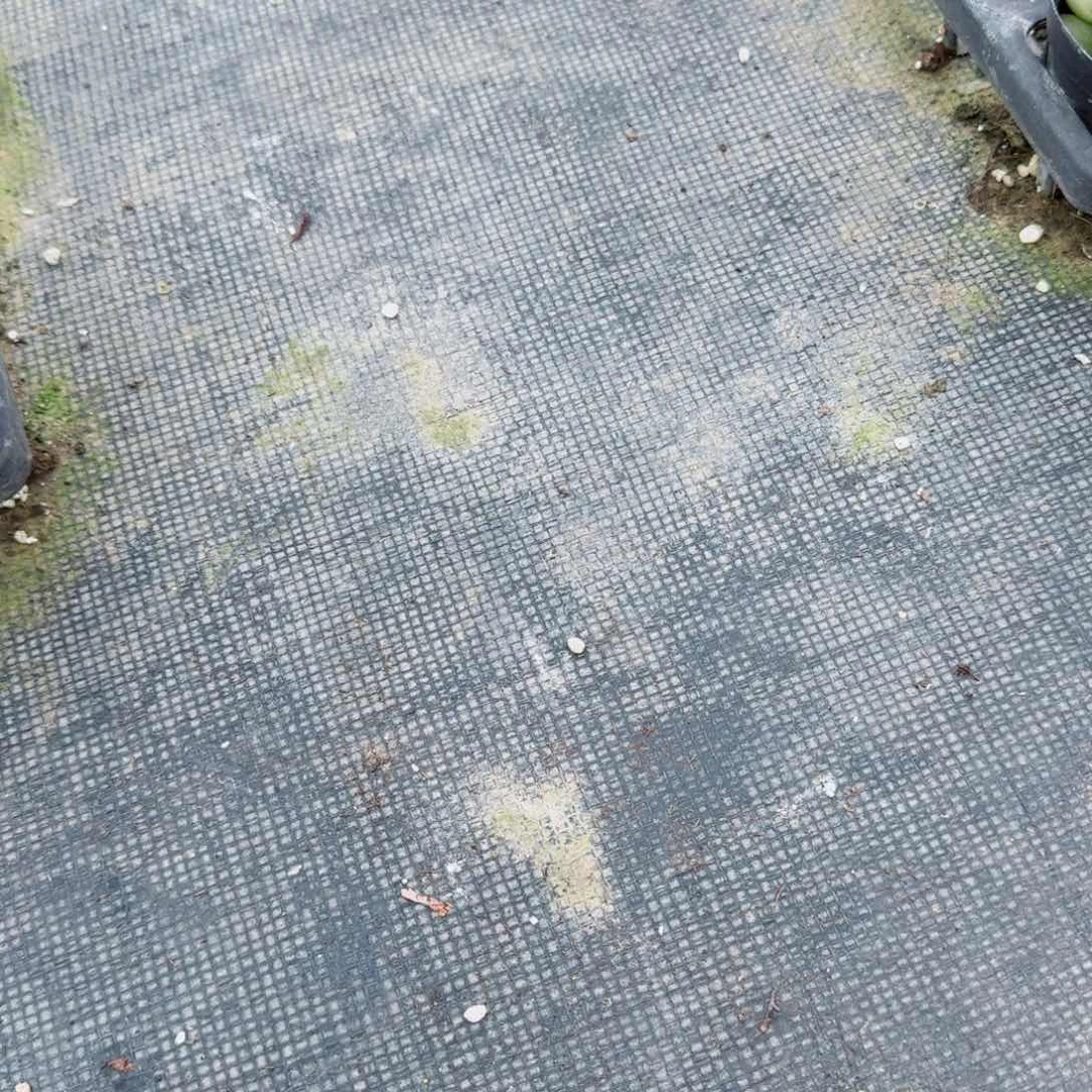 26-23多肉杂交雪莲白凤十棵量拍