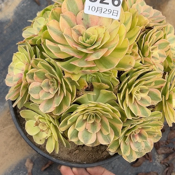 10.29-26雨荷多肉植物1