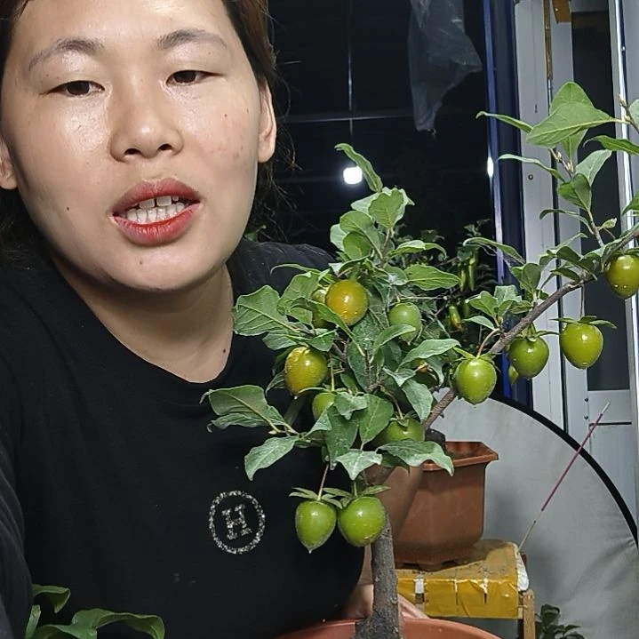 *****完全开放老鸭柿子