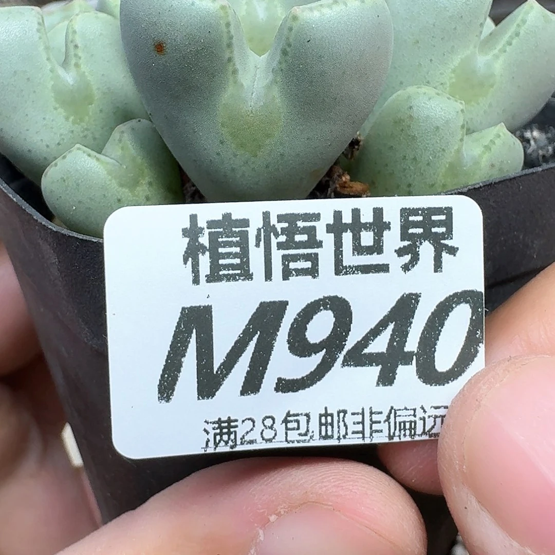 多肉植物的润泽的f