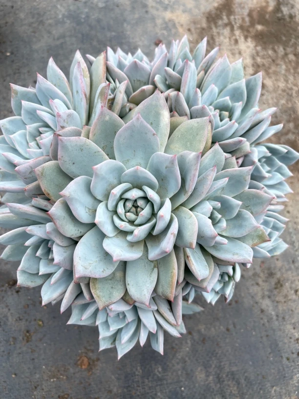 多肉粉蓝鸟精致（轻微断枝掉叶不包损好运来莓莓）多肉植物