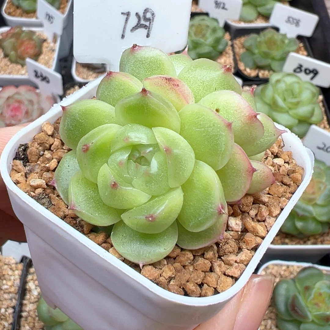 729号小豆包 晗雨多肉