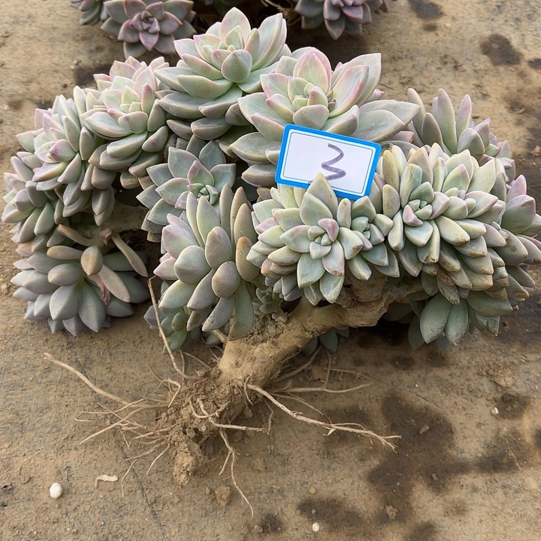 糖****3号淡雪缀化一物一拍