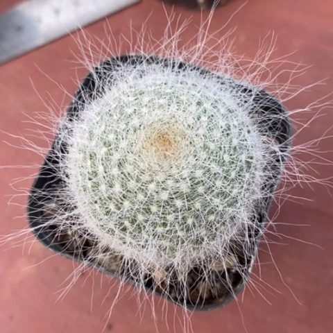 雪猿玉翁4仙人球