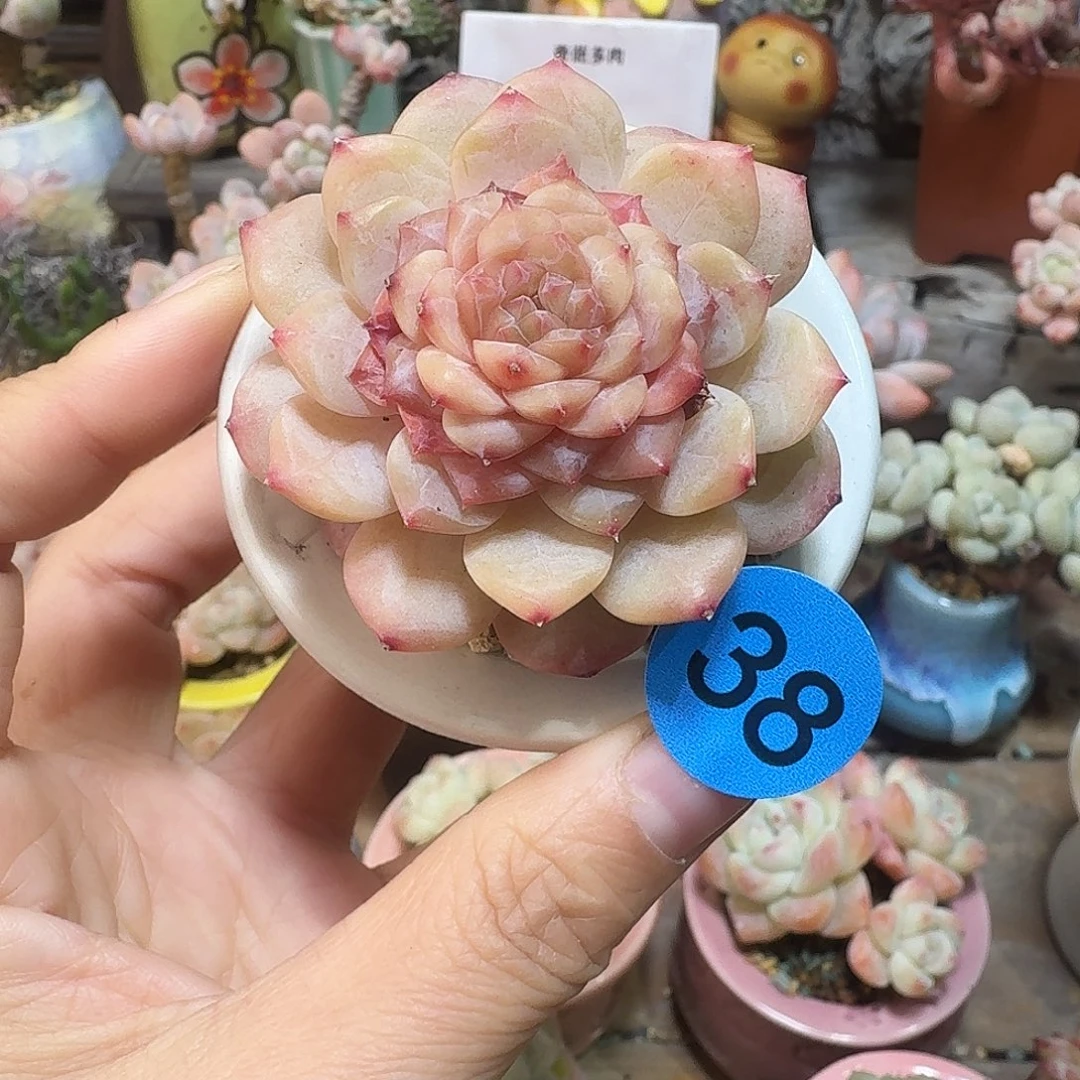 38 多肉含盆土 30元包邮非偏远