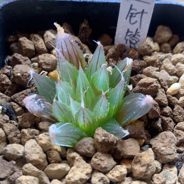 大卫针管锦一物一拍