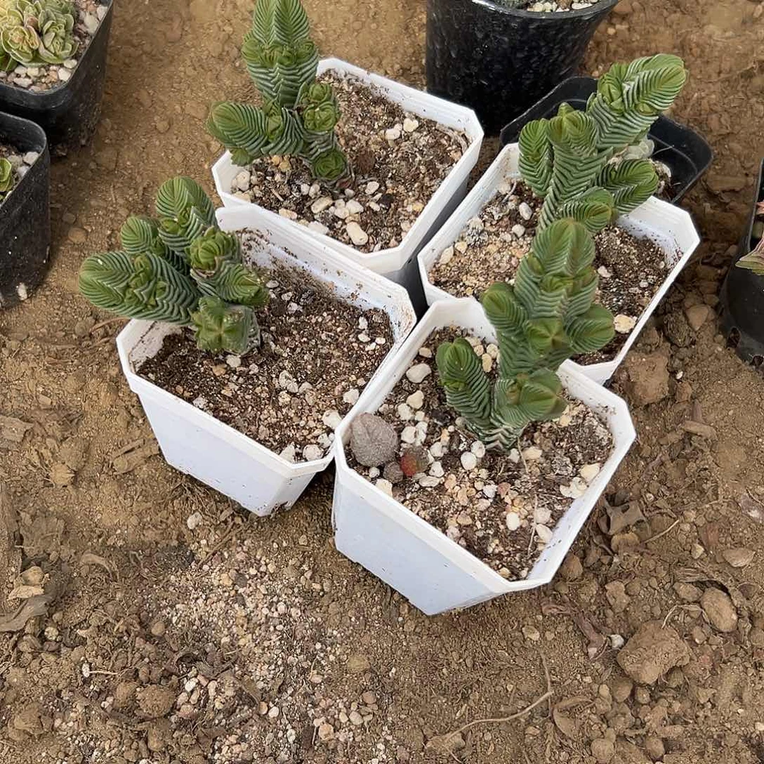 多肉植物四颗塔群